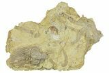 Rare Ordovician Starfish With Crinoid & Trilobite Fossils - Oklahoma #145033-1